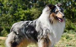 Rough Collie dogs for stud: Rough collie blue merle at stud - Image 2