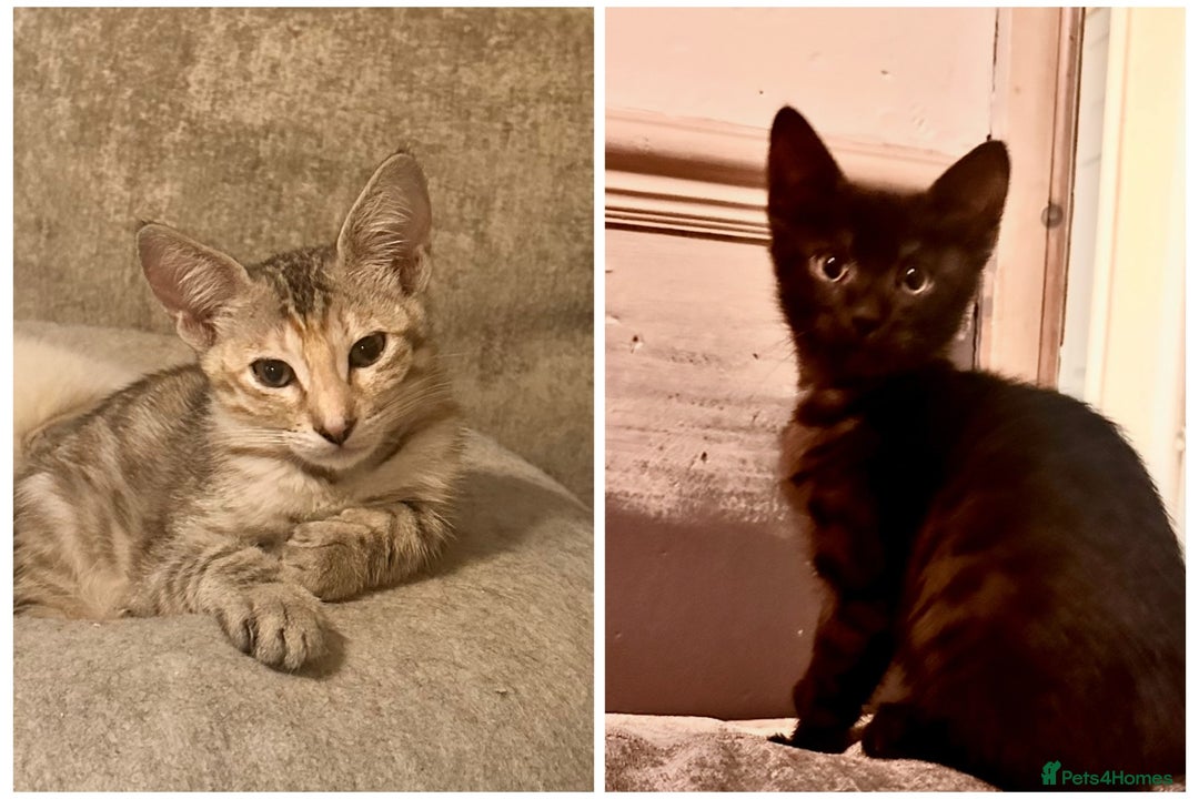 Savannah cats for sale: F4 Savannah kittens  - Advert 10