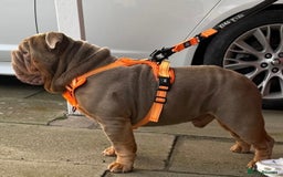 English Bulldog dogs for stud: Fully Suited Lilac & Tan  - Image 4