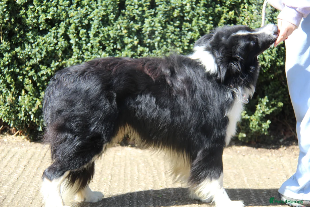 Border Collie dogs for stud: ISDS&KC Fully Tested Border Collie for Stud in Bicester - Advert 6