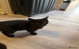 British Shorthair cats for sale: Half Breed British Short Hair Kittens  - Image 8