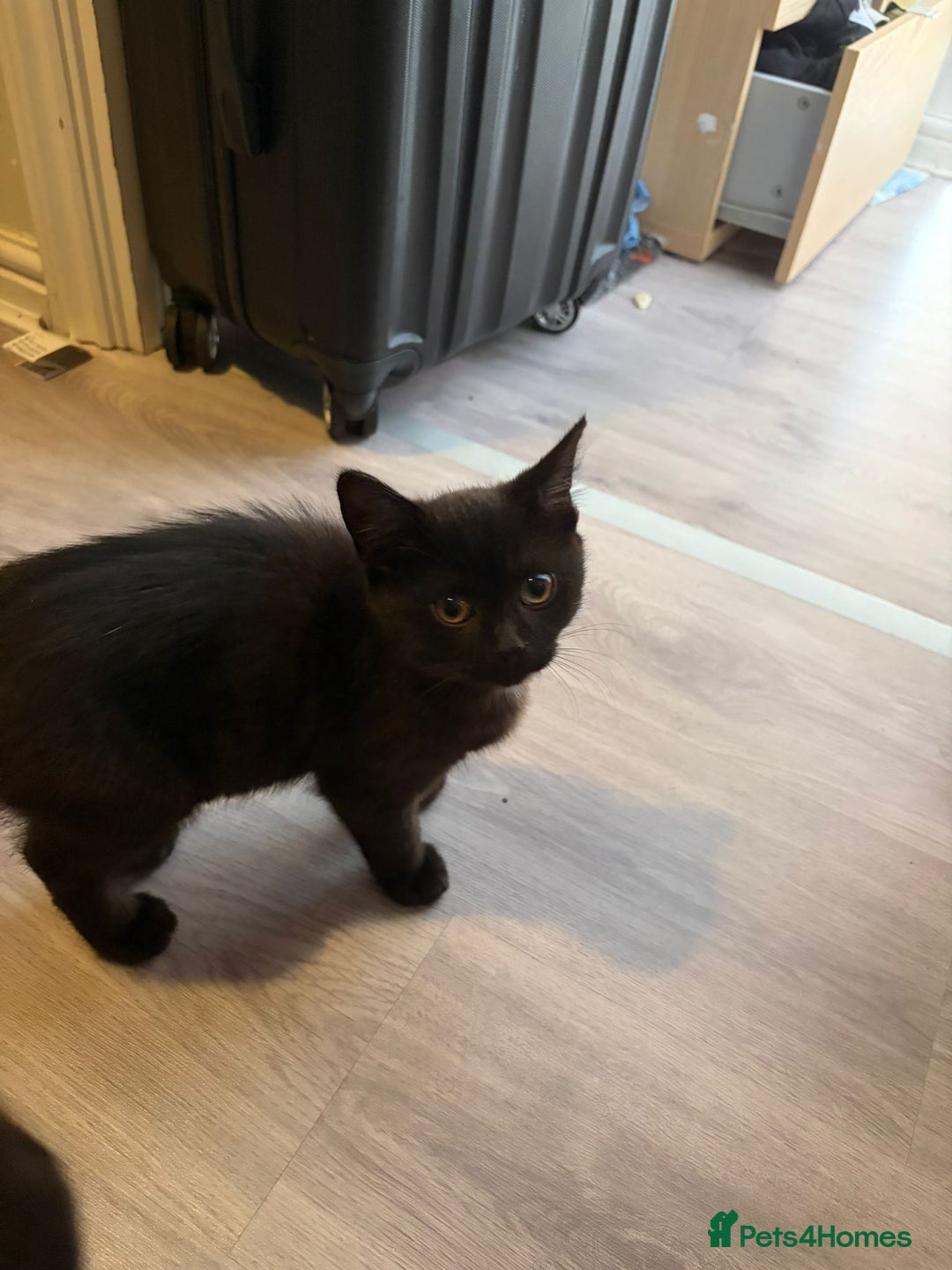 British Shorthair cats for sale: Half Breed British Short Hair Kittens  - Image 8