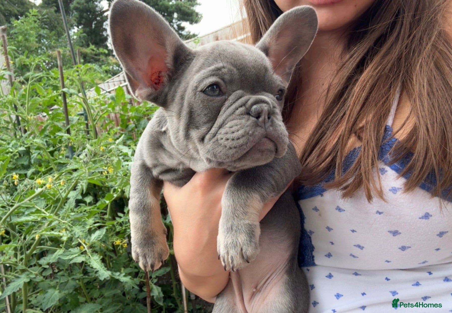 French Bulldog dogs Beautiful French bulldog puppies ready now  - Advert 2