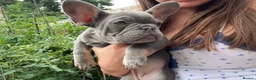French Bulldog dogs for sale: Beautiful French bulldog puppies ready now  - Advert 1
