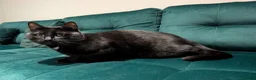 Mixed Breed cats for sale: Beautiful cuddly cat  - Advert 3