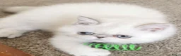 Exotic cats for sale: Pedigree exotic female kitten  - Advert 2