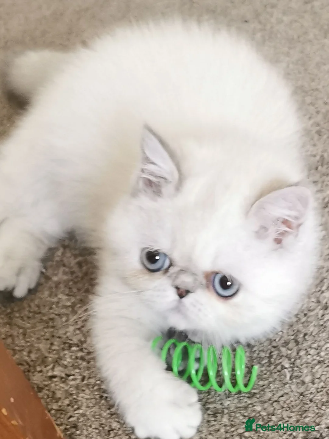 Exotic cats for sale: Pedigree exotic female kitten  - Advert 2
