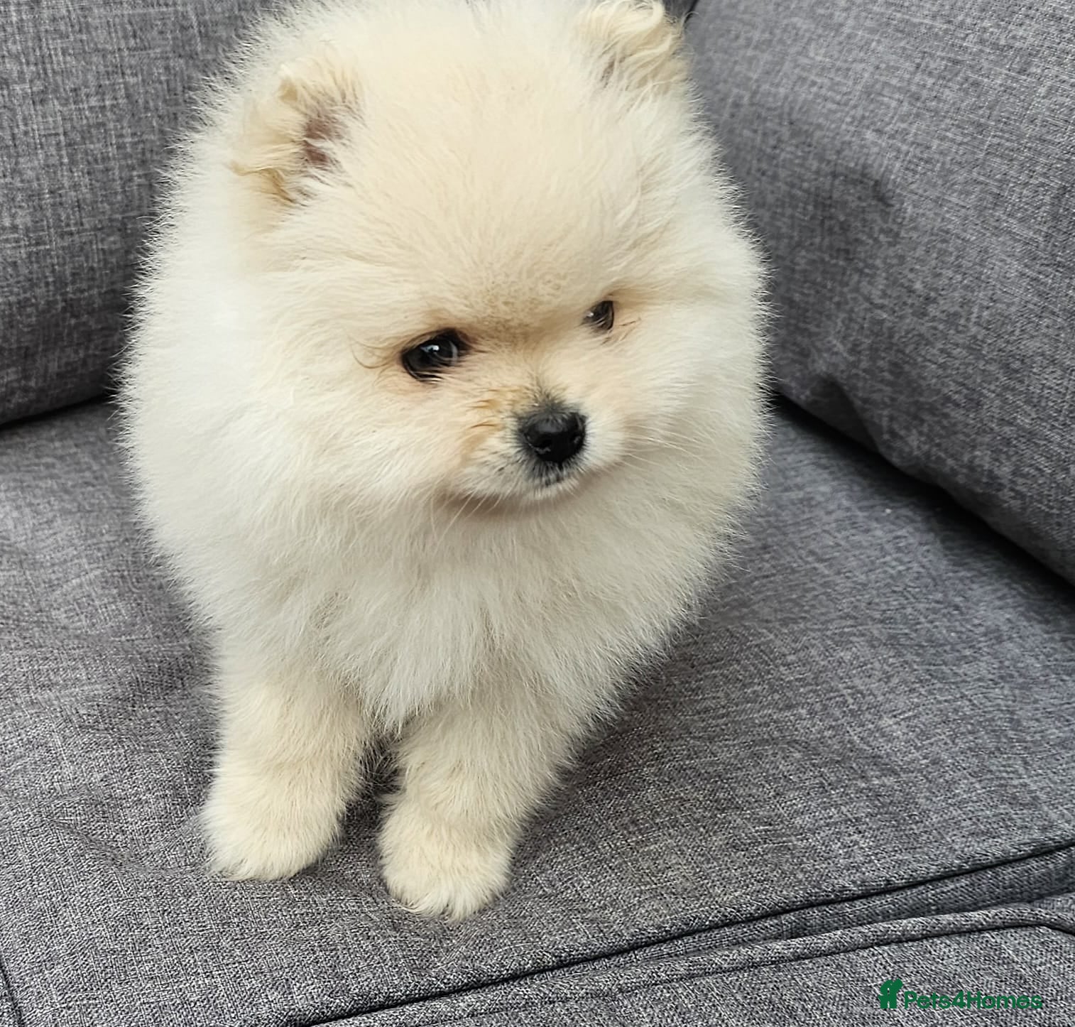 Pomeranian dogs Amazing Pomeranian ** Pure White colour puppy  - Advert 2
