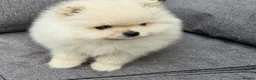 Pomeranian dogs for sale: Amazing Pomeranian ** Pure White colour puppy  - Advert 2