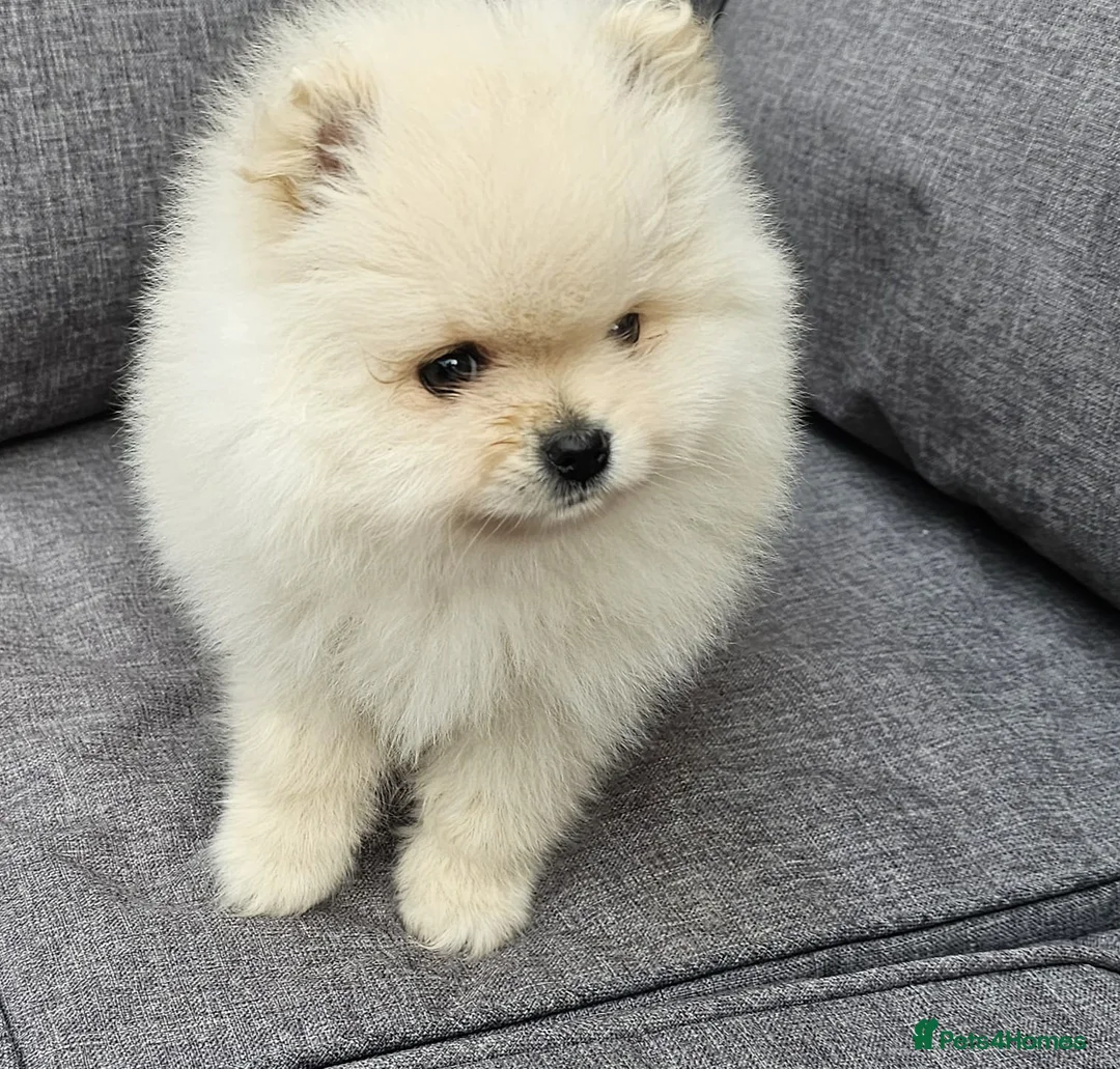 Pomeranian dogs for sale: Amazing Pomeranian ** Pure White colour puppy  - Advert 2