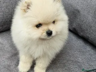 Pomeranian dogs Amazing Pomeranian ** Pure White colour puppy - Advert 2