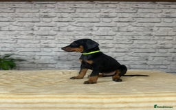 Dobermann dogs for sale: Dobermann puppies Champion bloodline, kc reg - Image 10