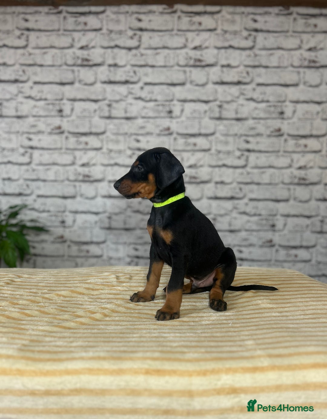Dobermann dogs for sale: Dobermann puppies Champion bloodline, kc reg - Image 10