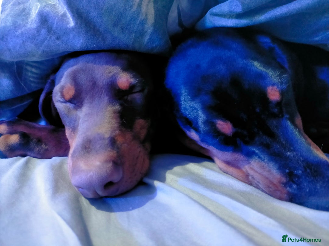 Dobermann dogs for sale: Dobermann puppies - Advert 9