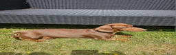 Miniature Dachshund dogs for sale: Mother and son to be homed as a PAIR only - Advert 4