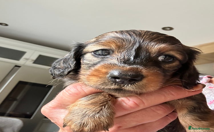 Dachshund dogs - Advert 2