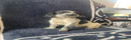 Cocker Spaniel dogs for sale: Cocker spaniel puppies  - Advert 4