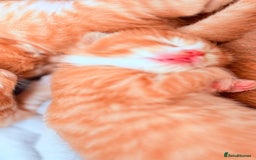 British Shorthair cats for sale: STUNNING 🤩 British Shorthair Queen 👑 litter  - Image 10