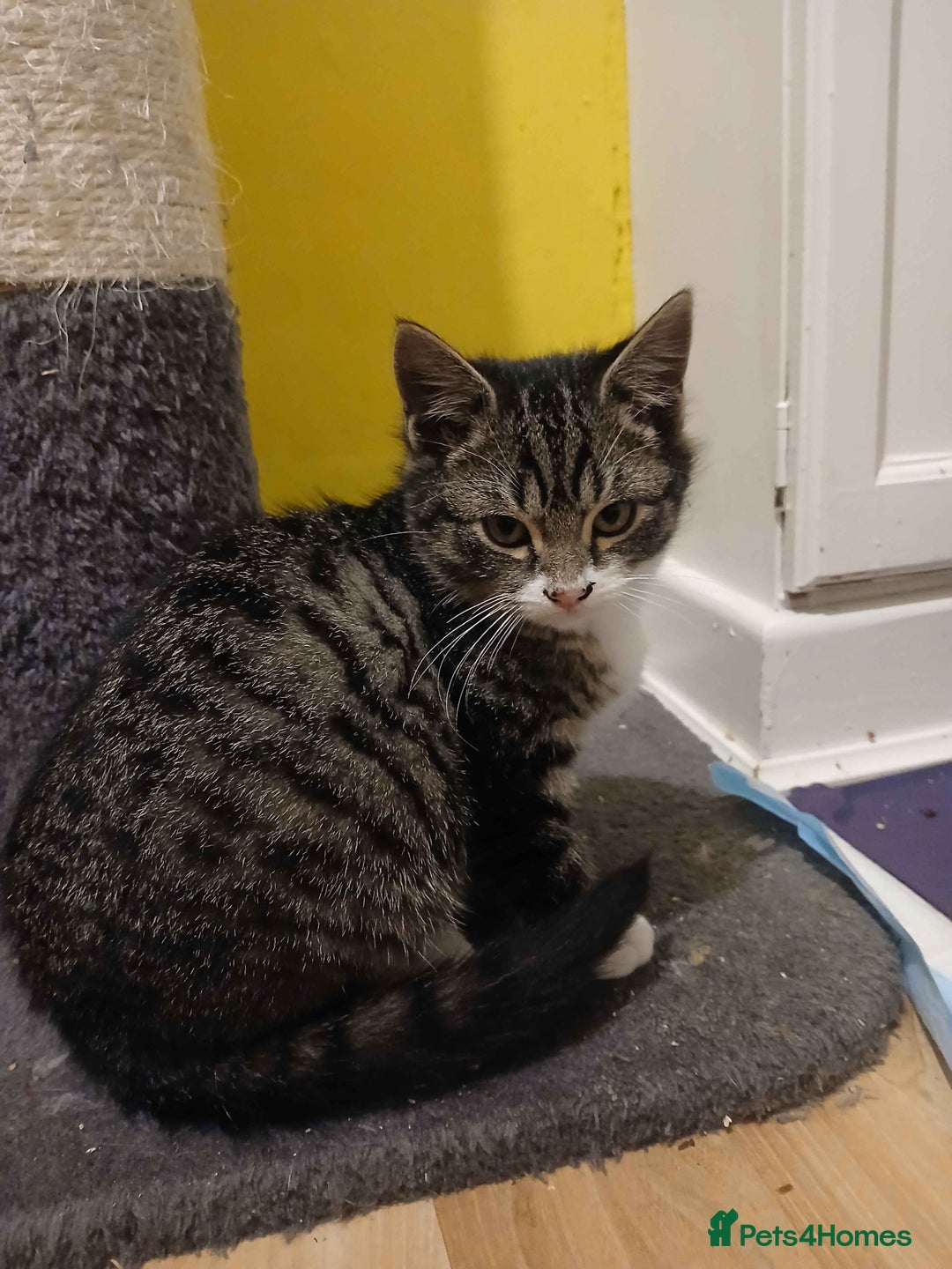 Domestic Shorthair cats for adoption: ADOPTION - Frog  - Advert 3