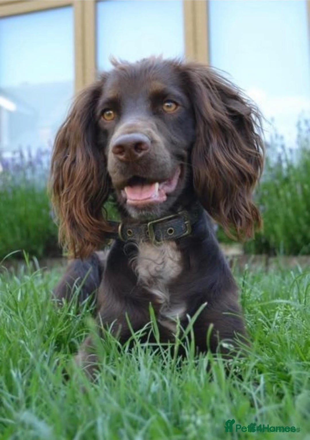 Cockapoo dogs for sale: Last 2 girls- F1 Cockapoos- DNA tested - Image 3