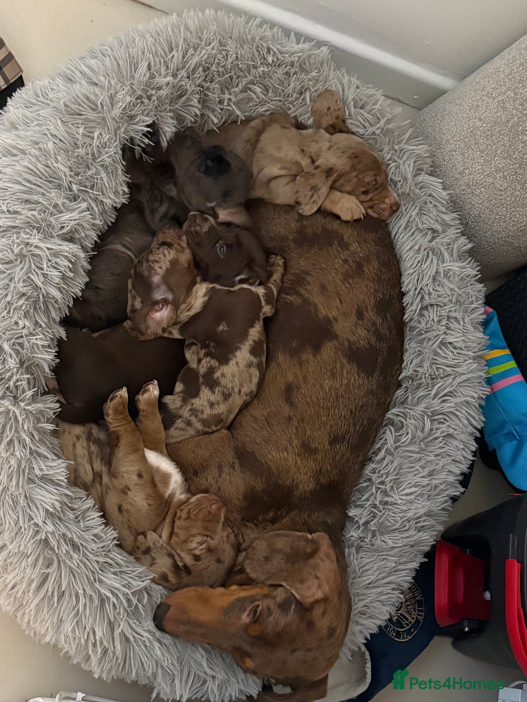 Miniature Dachshund dogs for sale: Miniature dachshund X cocker spaniel puppies  - Advert 18