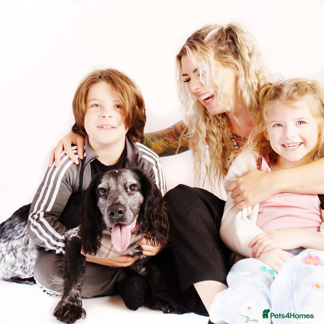 Cocker Spaniel dogs for stud: Stud cocker spaniel - Image 14