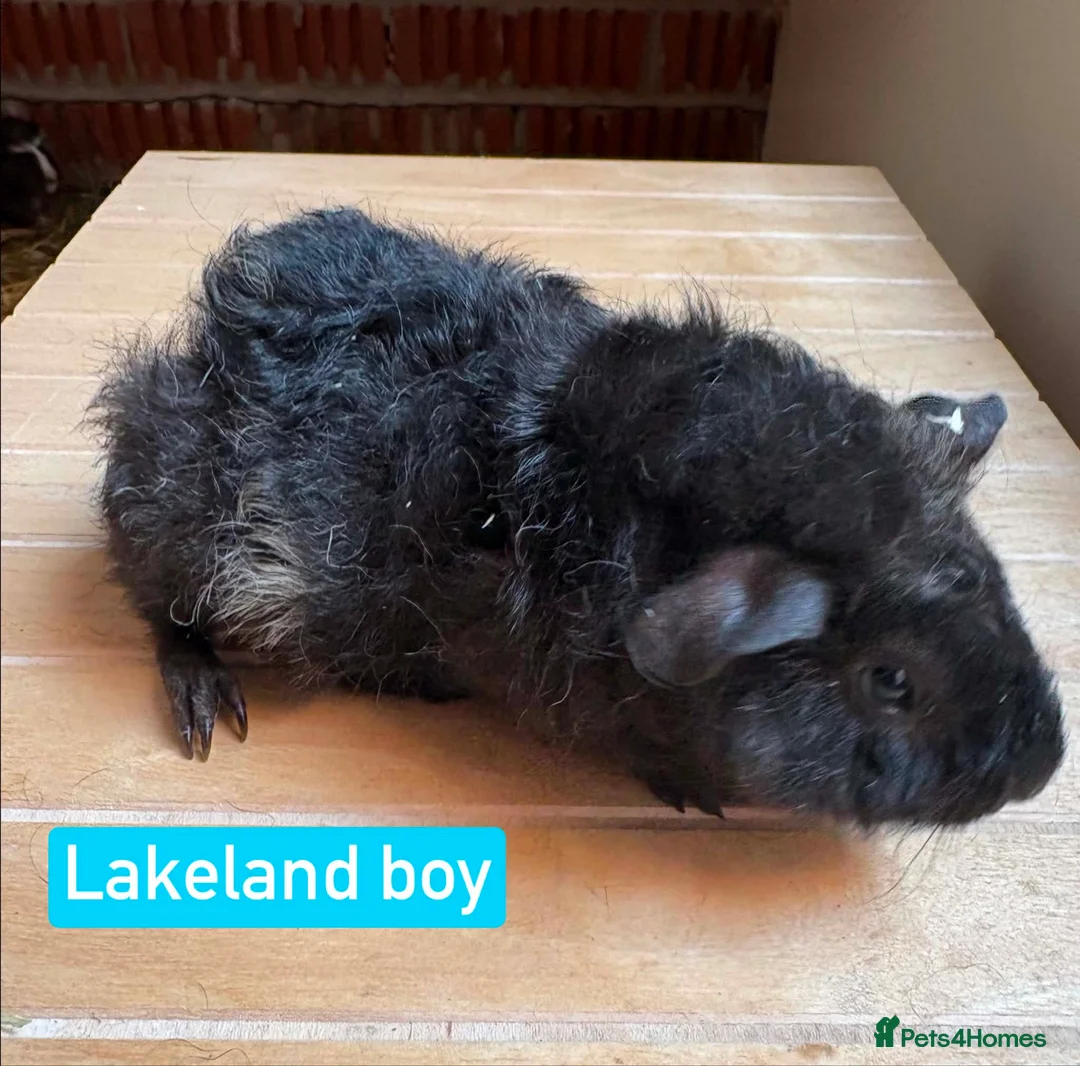 Guinea Pig rodents for sale: Guinea pigs for sale - Advert 3