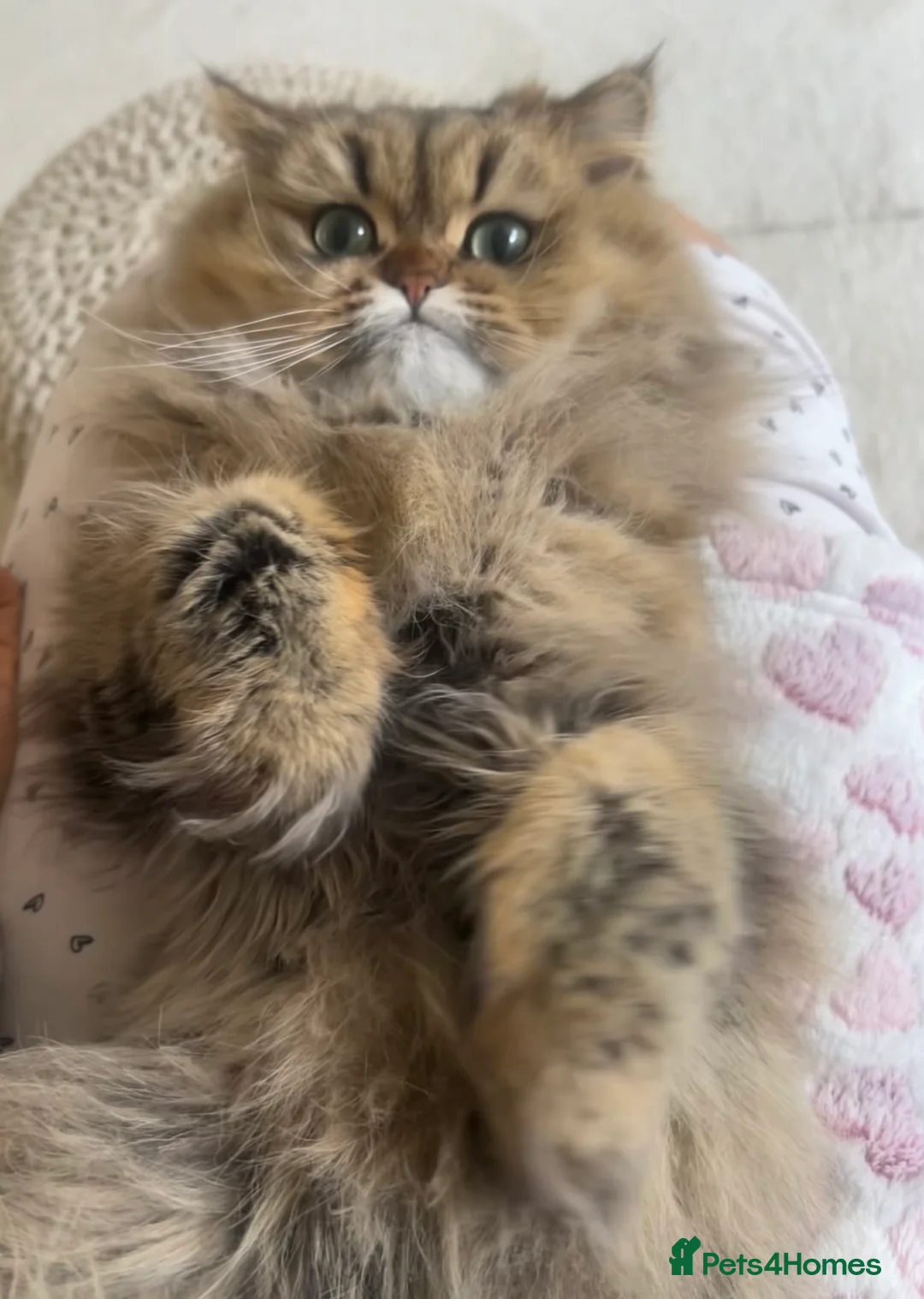 Persian cats for sale: ⭐️ Golden Persian Boy ⭐️ - Advert 2