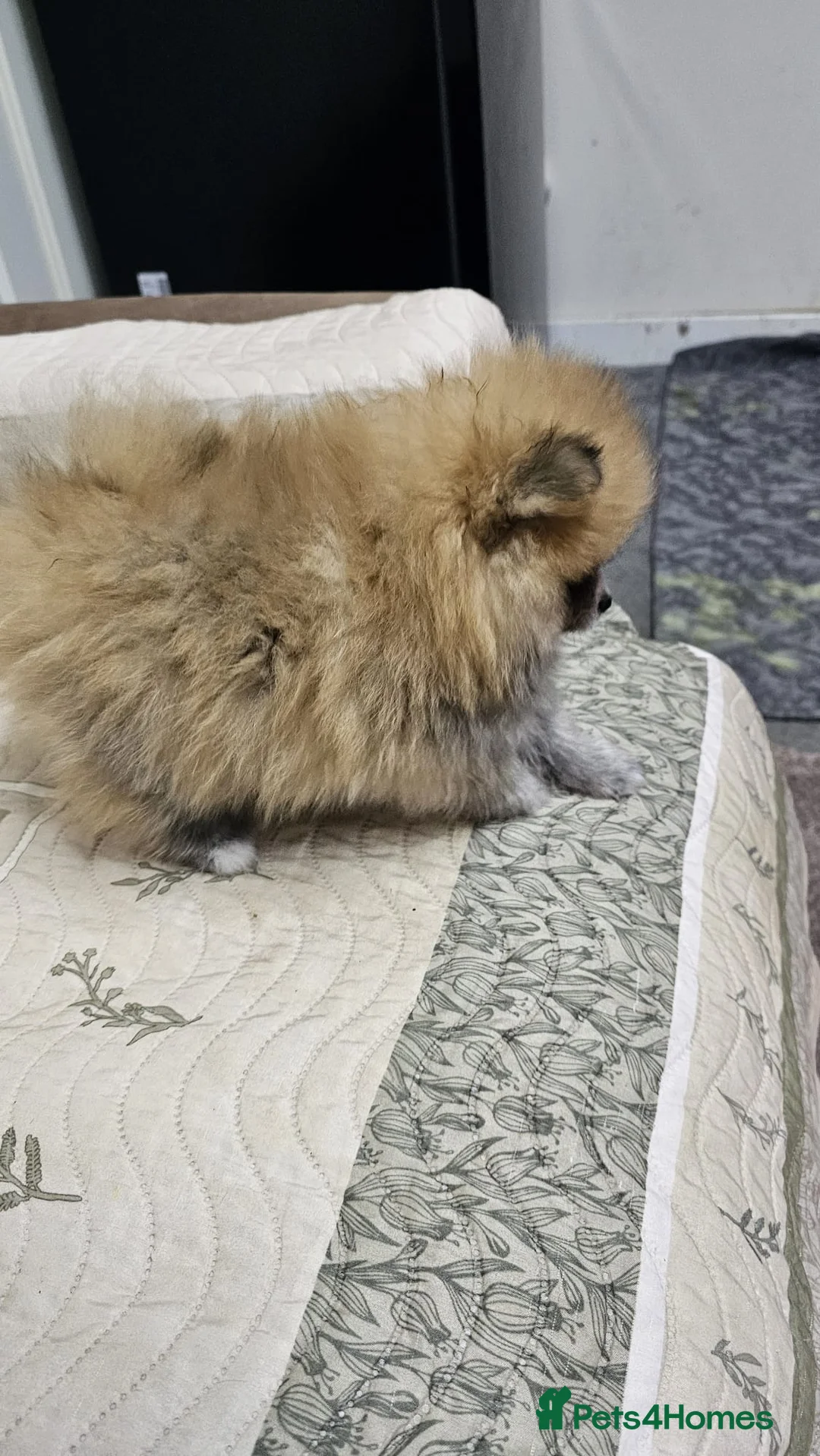 Pomeranian dogs for sale: Beautiful male Pomeranian puppy home bred, - Advert 12