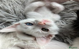 Mixed Breed cats for sale: Lovely little kittens for sale - Image 4