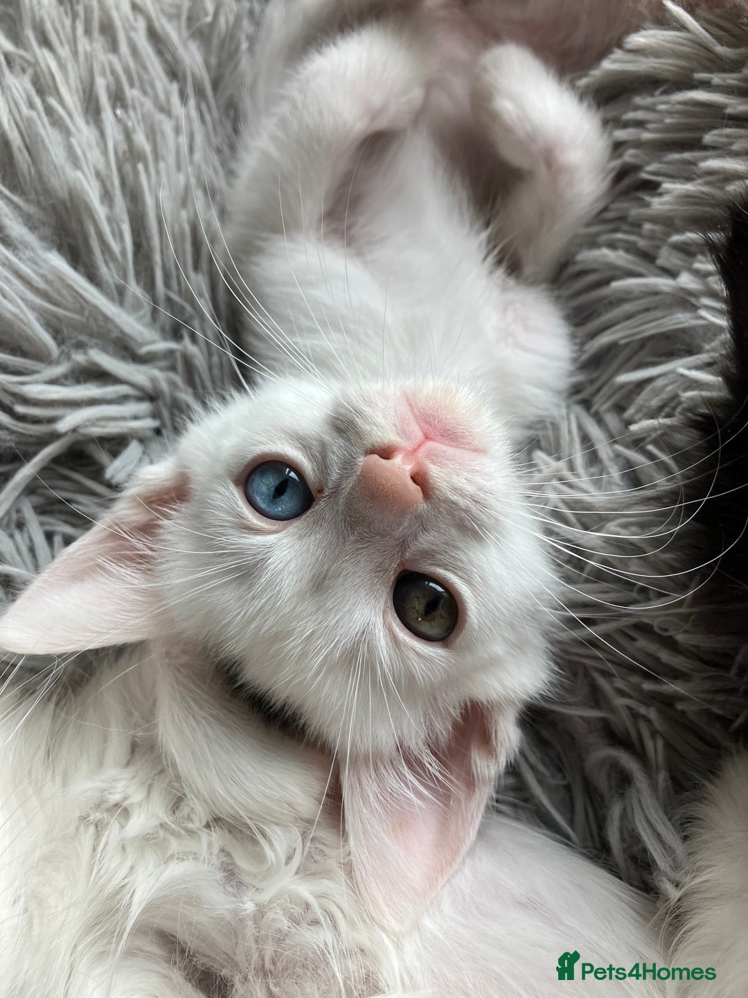Mixed Breed cats for sale: Lovely little kittens for sale - Image 4