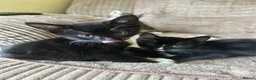 Mixed Breed cats for sale: Cute kittens - Advert 9