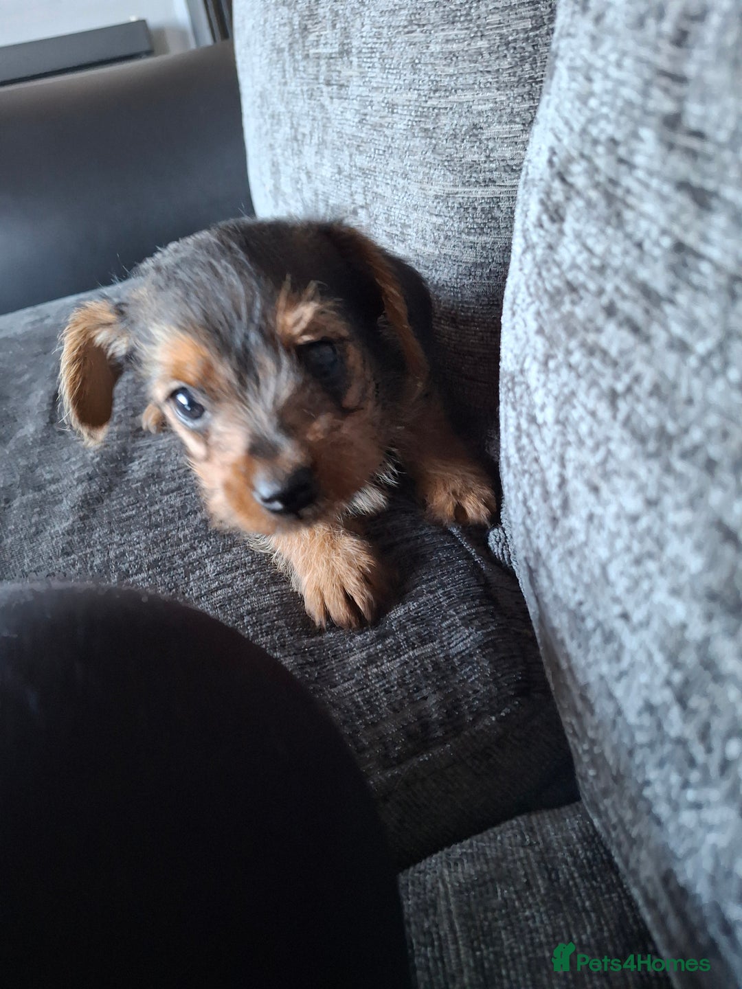Mixed Breed dogs for sale: One healthy Dorkie ready to go  - Image 7