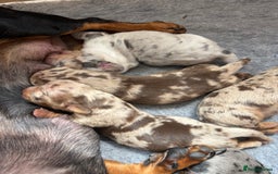 Miniature Dachshund dogs for sale: Only 4 left! Adorable Mini Dachshund Puppies 🐾🐶 - Image 30
