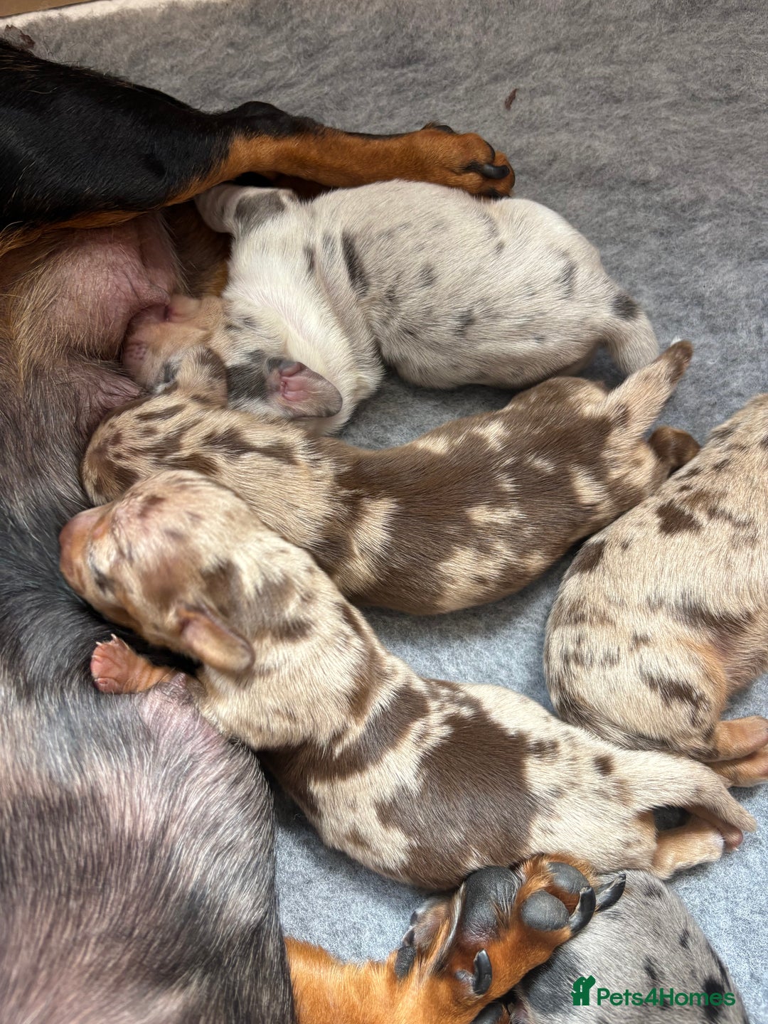 Miniature Dachshund dogs for sale: Only 4 left! Adorable Mini Dachshund Puppies 🐾🐶 - Image 30