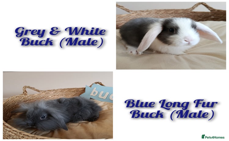 Mini Lop rabbits - Advert 4