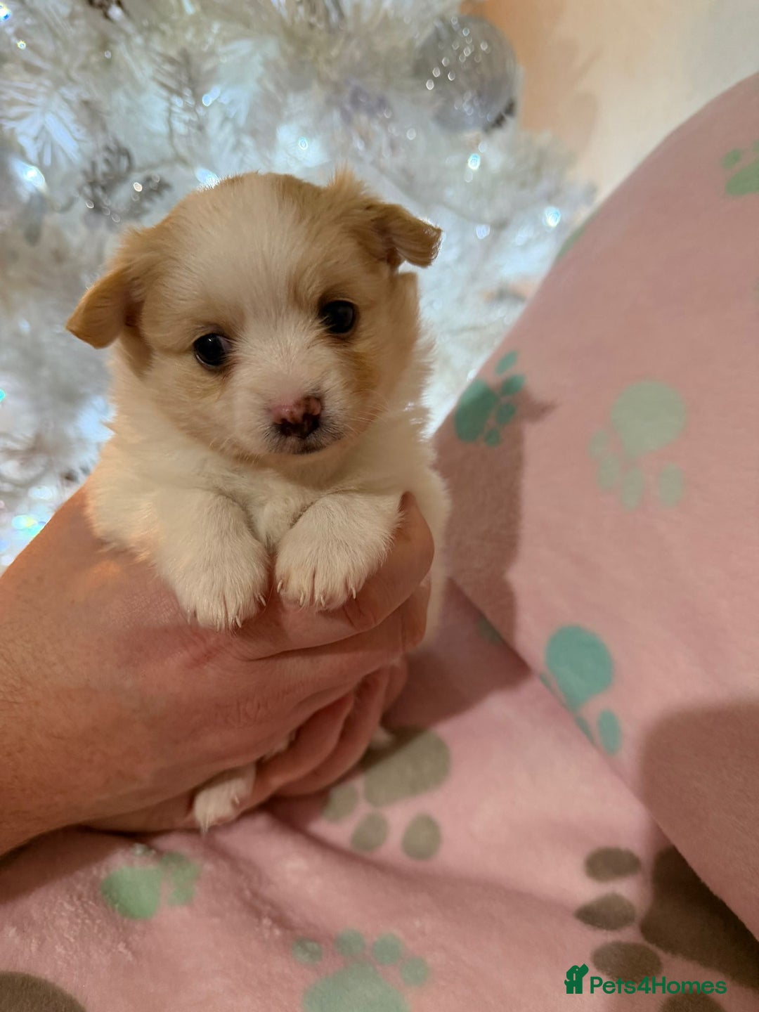 Pomchi dogs for sale: 🐻 Fluffy Rainbow Pomchis 🌈 - Advert 6