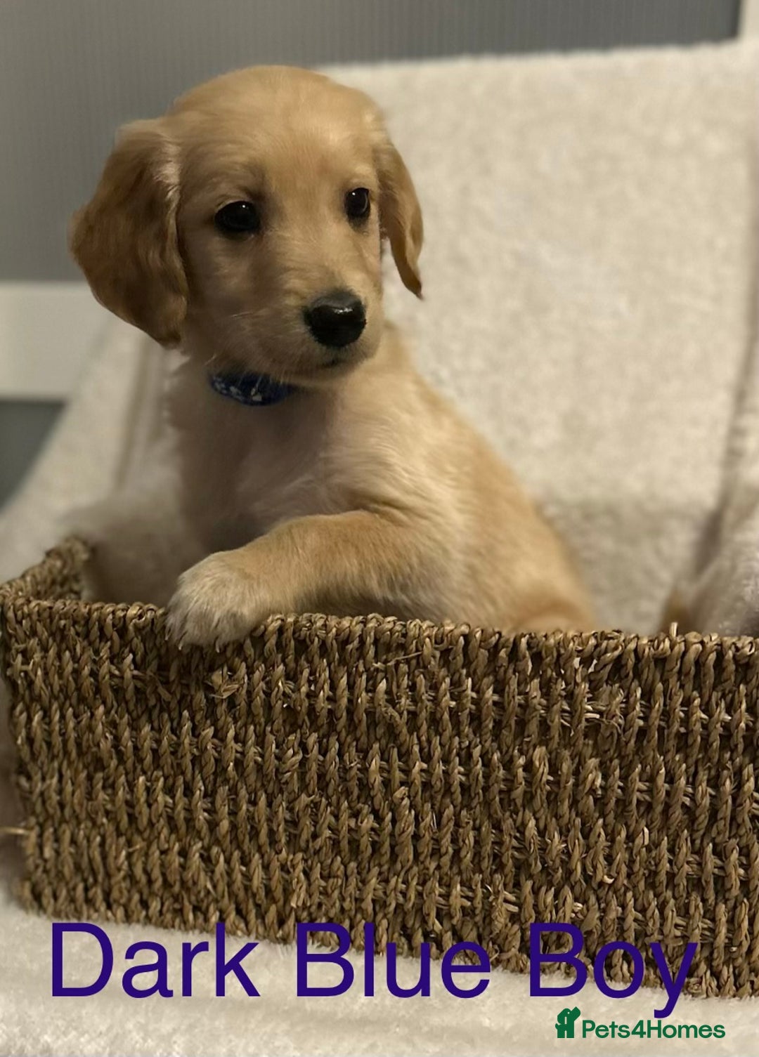 Golden Retriever dogs for sale: 2 Handsome Golden Retriever Boys - Advert 2