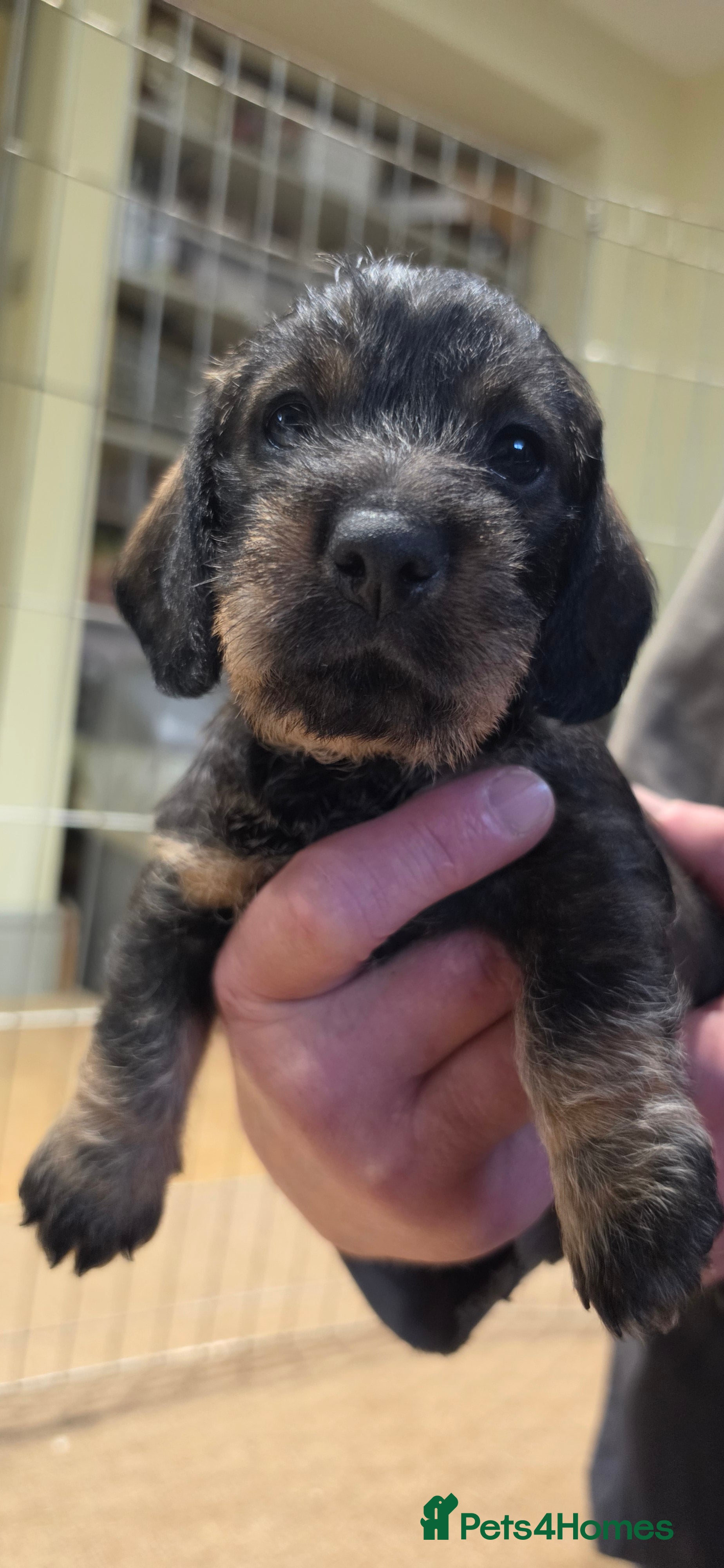 Dachshund dogs KC Dachshund/Teckle Standard Wire Haired Pups - Advert 2