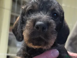 Dachshund dogs KC Dachshund/Teckle Standard Wire Haired Pups - Advert 2