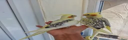 Cockatiels birds for sale: Super silly tamed baby cockatiels  - Advert 4