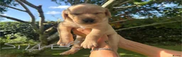 Goldador dogs for sale: Golden Retriever Labrador Puppies - Advert 9