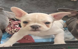 French Bulldog dogs for sale: One adorable female 🩷 French Bulldog Puppy  - Image 23