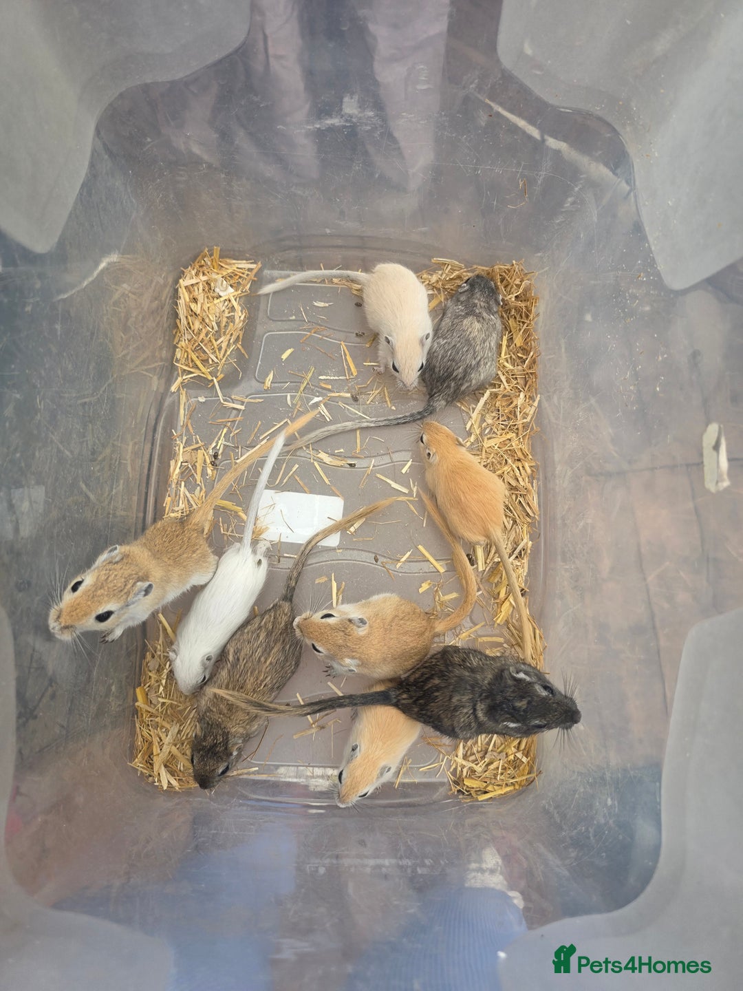 Gerbil rodents for sale: Baby Gerbils  - Image 2