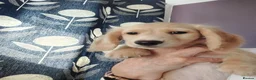 Miniature Dachshund dogs for sale: PEDIGREE CREAM LONG HAIRED MINI DACHSHUND - Advert 5