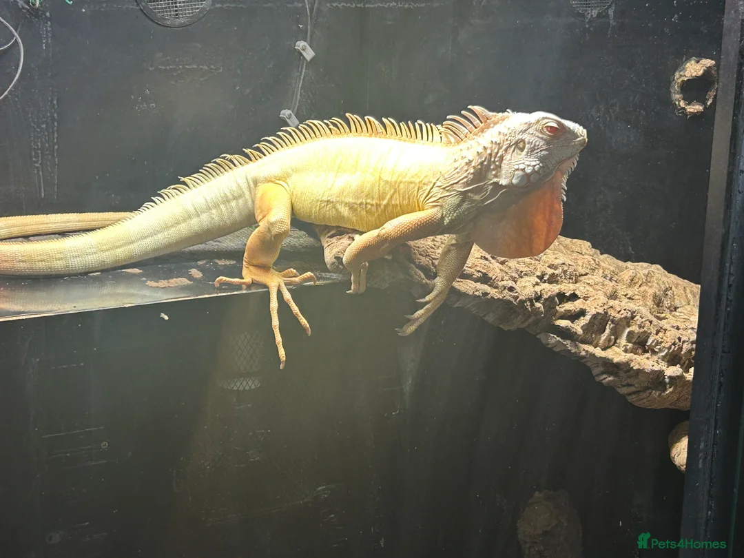 Iguana reptiles for sale: Albert Albino Iguana - Advert 7