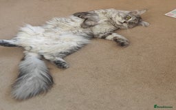 Maine Coon cats for stud: Maine Coon for Stud - Image 4