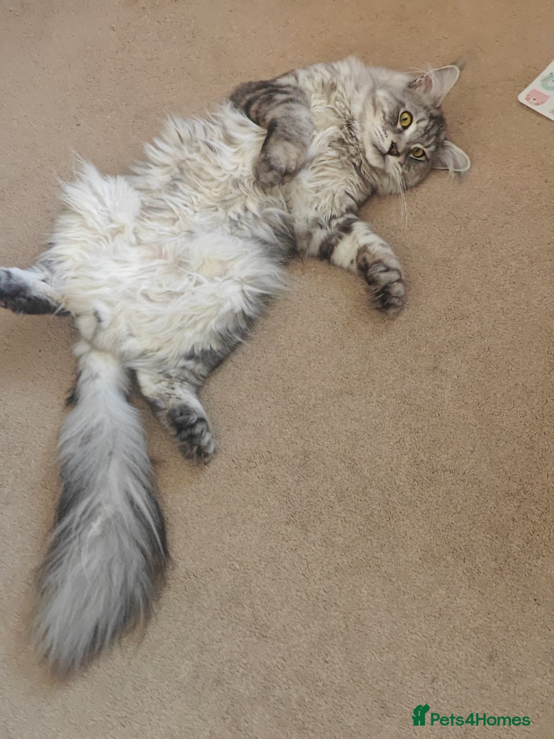 Maine Coon cats for stud: Maine Coon for Stud - Image 4