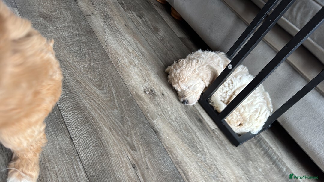 Goldendoodle dogs for sale: 1 girl remaining stunning f1 mini Goldendoodles  - Image 7