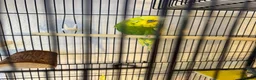 Budgerigars birds for sale: Lovely Male English Budgie for sale  - Advert 4